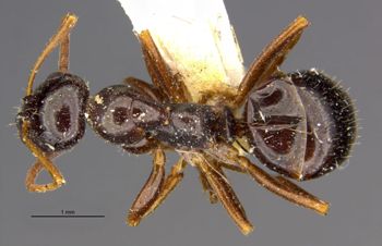 Media type: image;   Entomology 21704 Aspect: habitus dorsal view